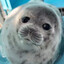 胖海豹