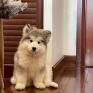 不自信打什么CS