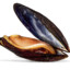 Dam Mossel