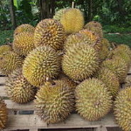 Durian