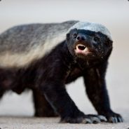Honey badger