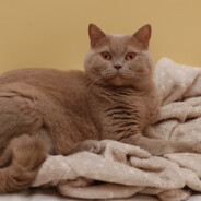 Нагибаааааааааат