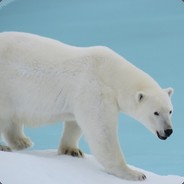 polar bear?