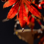 月は私の心を表す