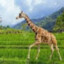 grass giraffe