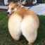 Corgi Butt