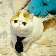 汪汪汪？