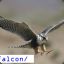 \Falcon/