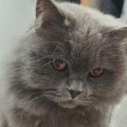 Big Avatar