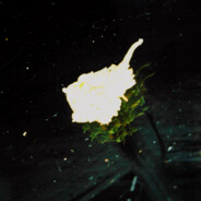 𝑫𝑨𝑱𝑴𝑨𝑺™