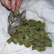 qq