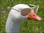 Goose_9