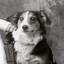 Hellen Keller’s Dog
