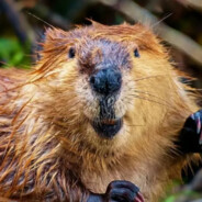 󠁳⁧⁧бобре