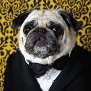 Lord Pug