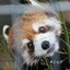 Redpanda