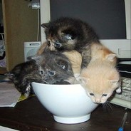 Кото-мороженое