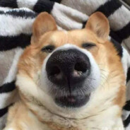 有情人终成眷属