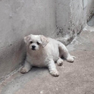 fã do meu cachorro