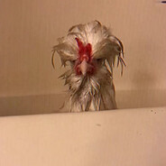 西伯利亚大黄鸡