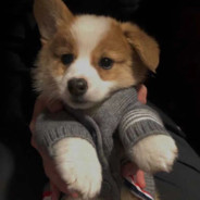 小狗勾能有什么坏心思