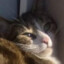 Katze