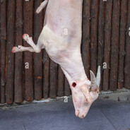 Goat Meat 6.99/lb TG: Sadiq Jaja