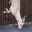 Goat Meat 6.99/lb TG: Sadiq Jaja