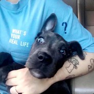 咸酸菜炒牛欢喜_