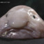 blobfish