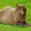 DK capybara