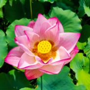 素质教育漏网の鱼