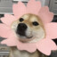 Cute doggy :D