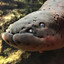 Eels
