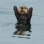 MiaTheOtter