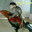 Monkey rider