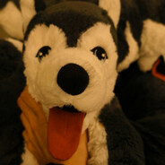 被抓脖子的小狗