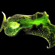 Elysia Chlorotica