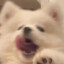 满山猴腚我最红
