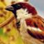 Sparrow