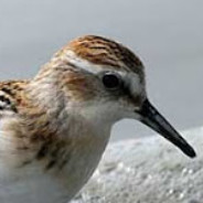 Sandpiper