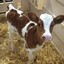 _-Uber-Cute-Cow-_