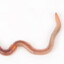 Slithery Worm