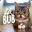 lilbub