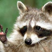 Nic Nac - steam id 76561197960386425