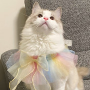 巴德姆幼儿园园长