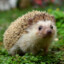 The Soft Hedgehog