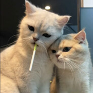 猪猪侠开叮叮车