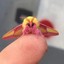 Rosy-Gold Moth