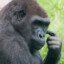 Gorila pensante